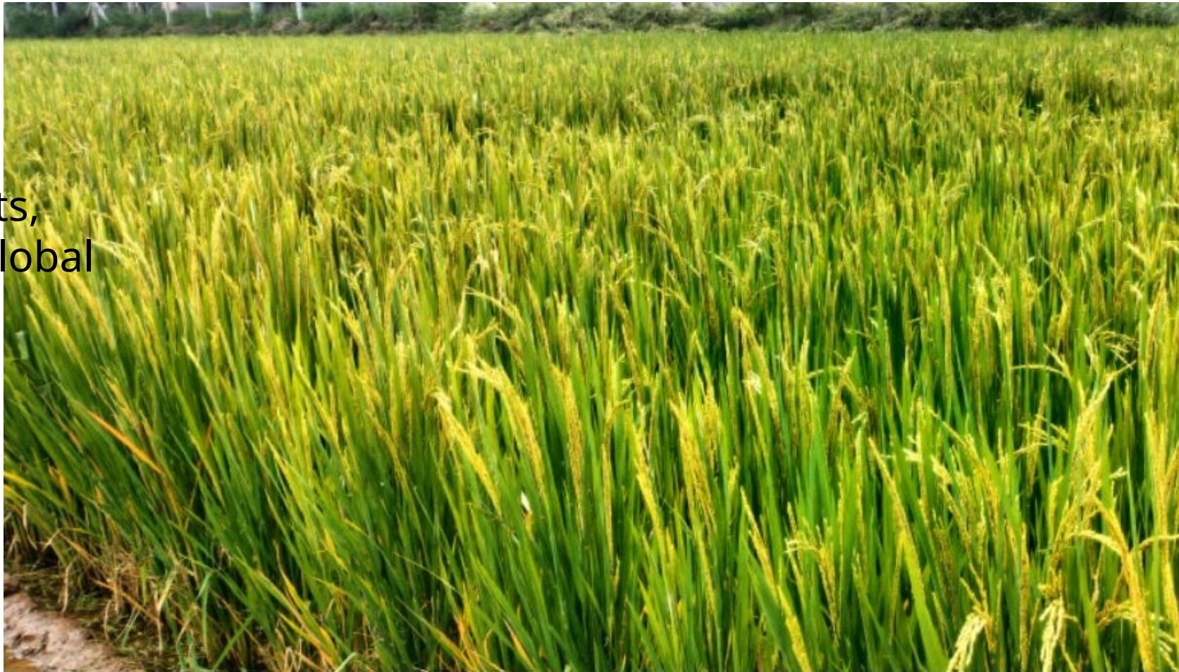 Agronomists inspecting a thriving green paddy field grown with UREGOLD
