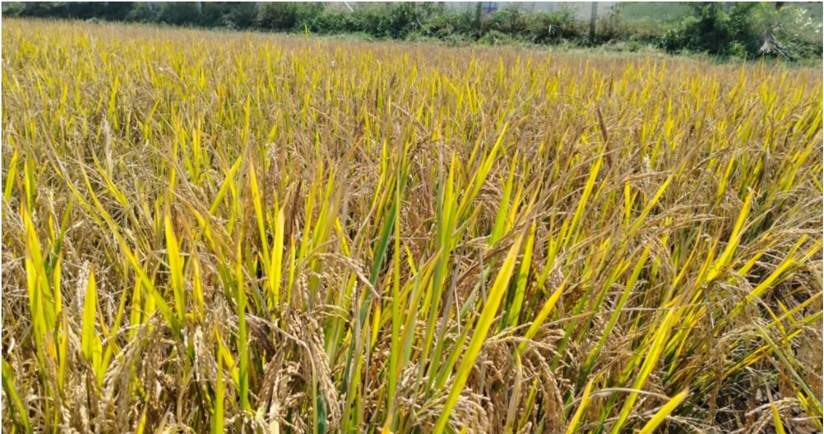 Golden harvest-ready rice plants with mature panicles nourished by UREGOLD PNP Coated Urea