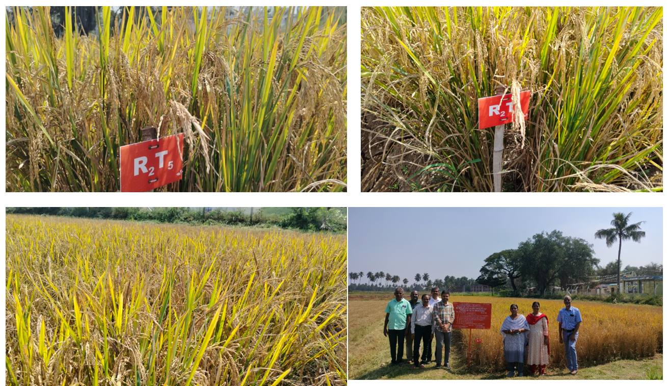 Plot R₂T₅ reaching grain maturity