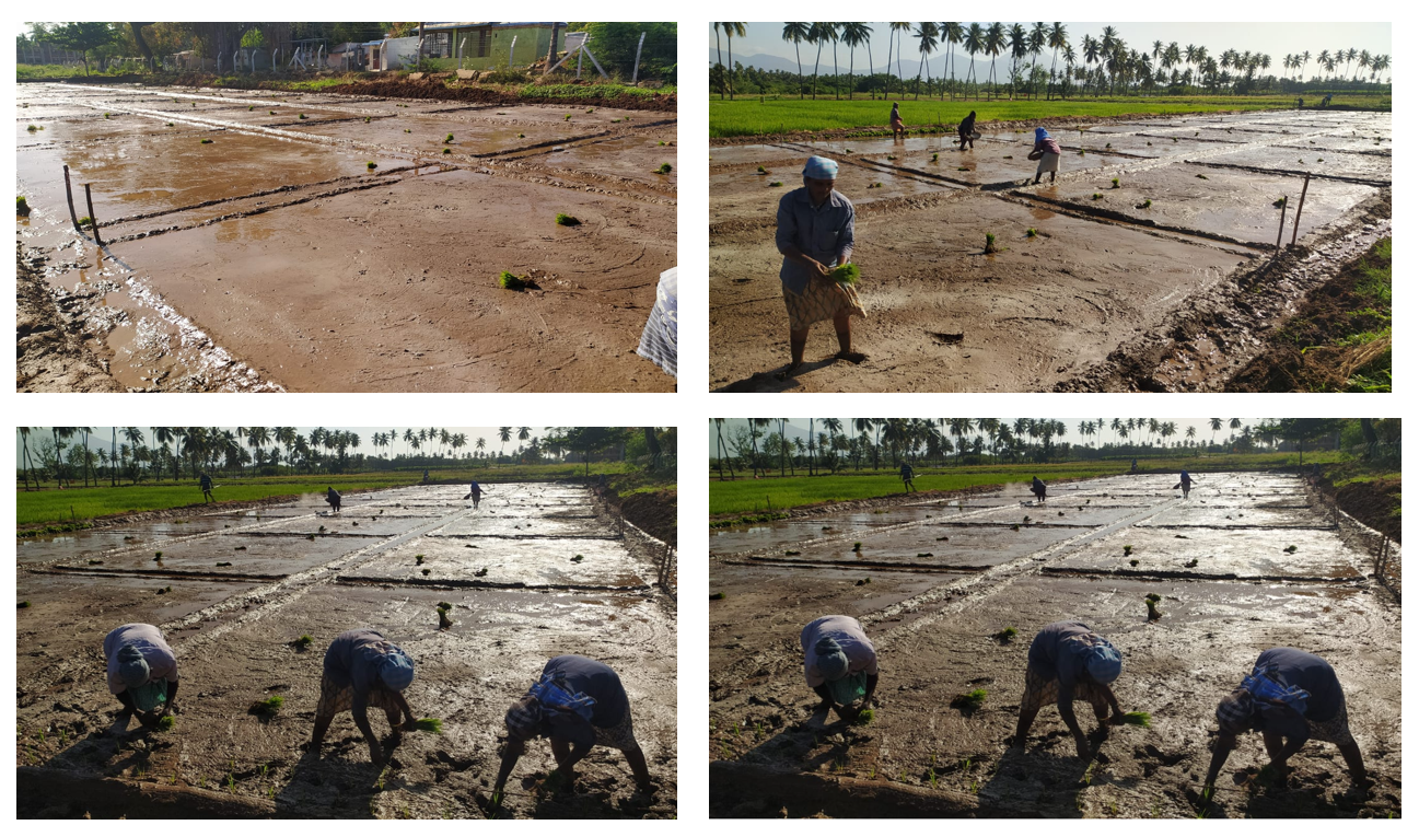 Puddled plots laid out for trial