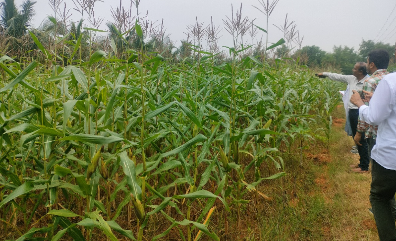 Researchers inspecting tasseling maize canopy