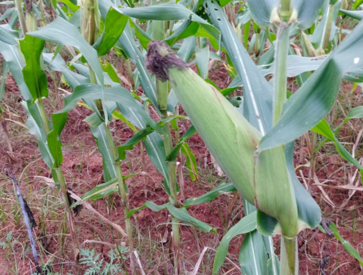 Well-filled cob at maturity