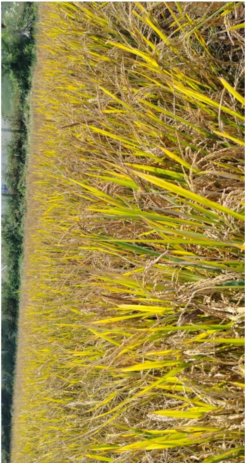 Healthy green paddy field nourished by UREGOLD slow-release PNP coated urea