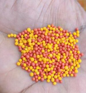 PNP Coated Urea granules — UREGOLD