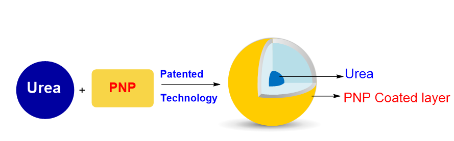 Schematic: high-purity urea granule combined with PNP via patented technology to form a PNP coated layer over a urea core